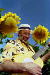 Sunflower3.jpg (201135 bytes)